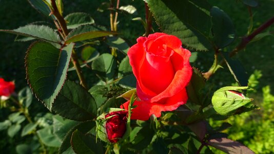 Rose blooms red rose flower