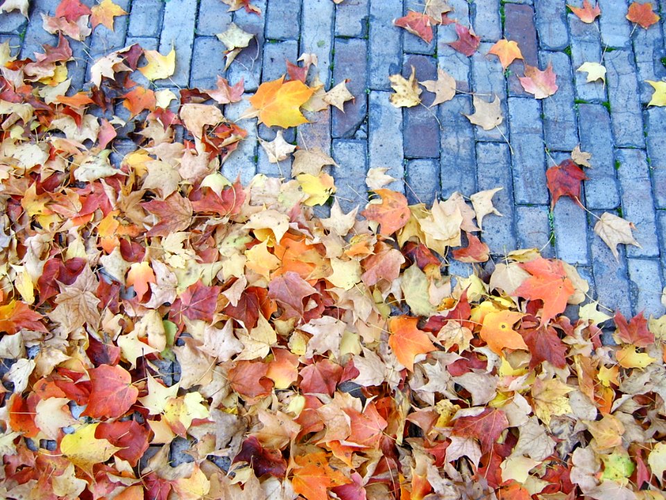 Maple leaves on brick pavement, Union Dale Cemetery, Pittsburgh, 2020-10-24