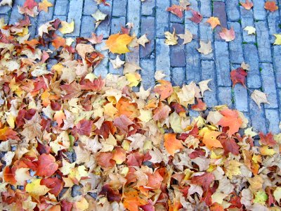 Maple leaves on brick pavement, Union Dale Cemetery, Pittsburgh, 2020-10-24