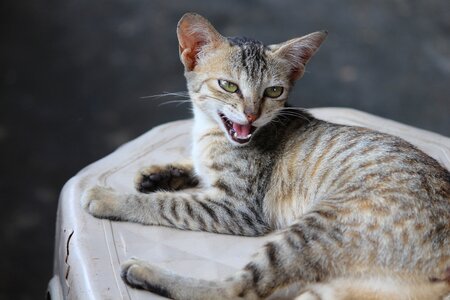 Animal sweet pet