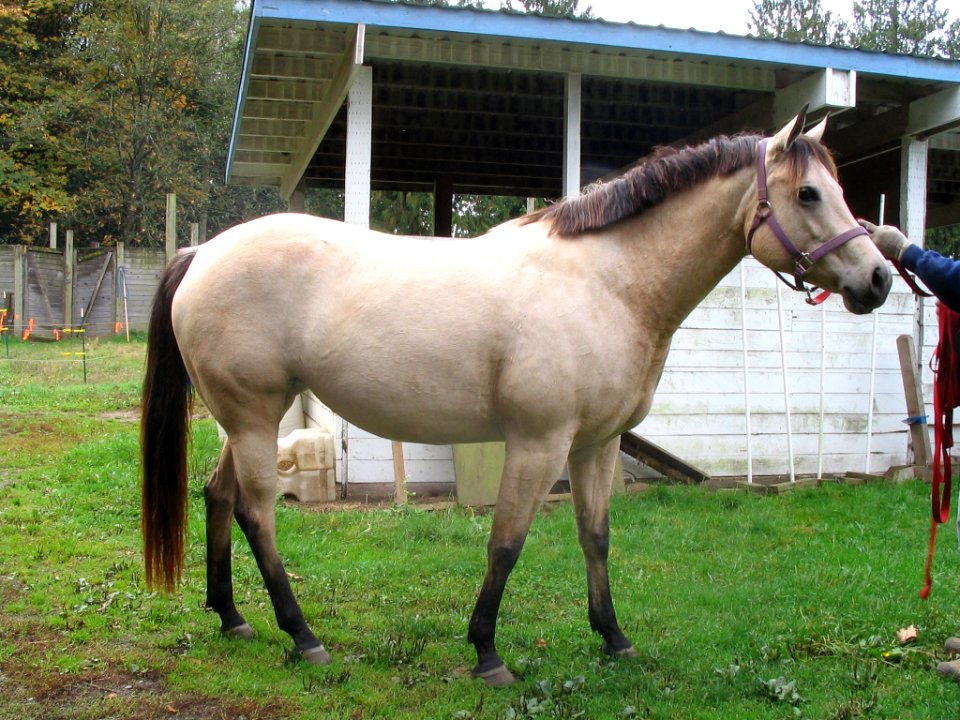 Mara from side in sun