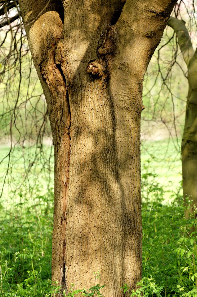 Maple-Verulamium-Park-20060429-002