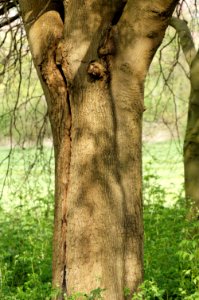 Maple-Verulamium-Park-20060429-002