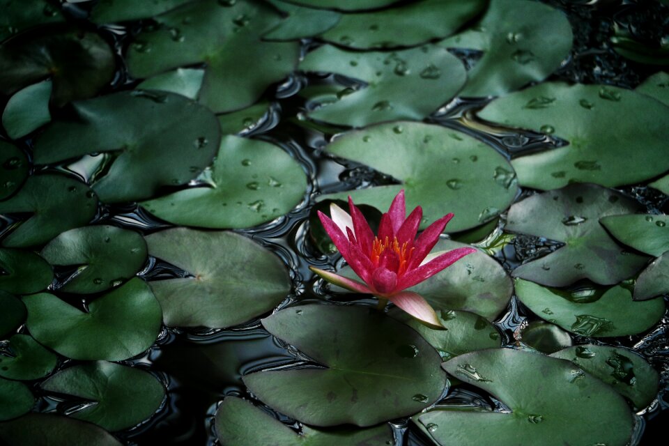 Flower leaves nature