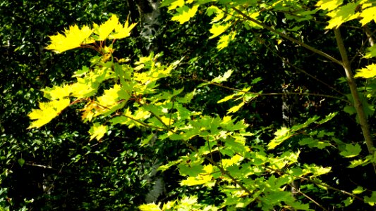 Maple leaves in Sämstad 2
