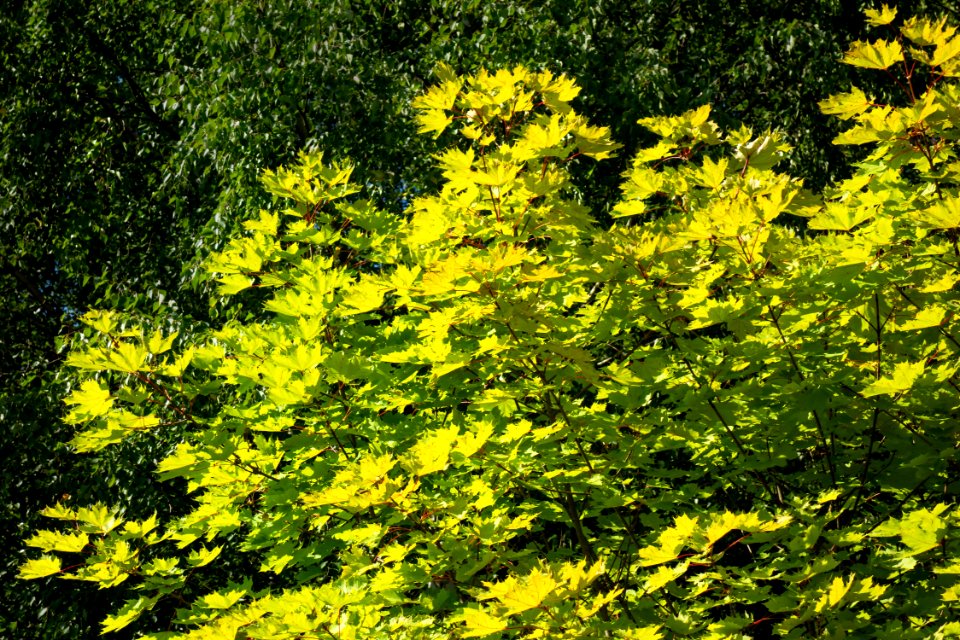 Maple leaves in Sämstad 1