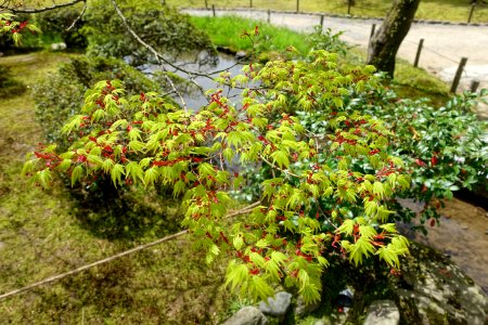 Maple - Kenroku-en - Kanazawa, Japan - DSC09728