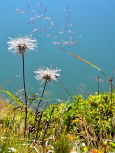 Flower plant nature