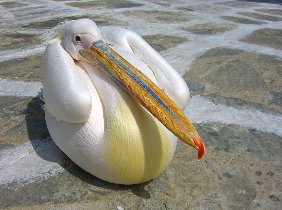 Bill plumage seevogel