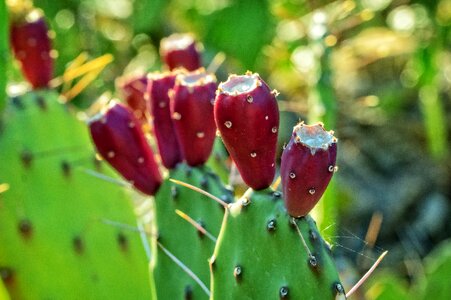 Plant spikes thorns photo