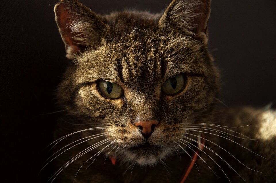 Calm look whiskers