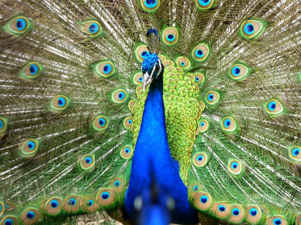 Peacock zoo majestic