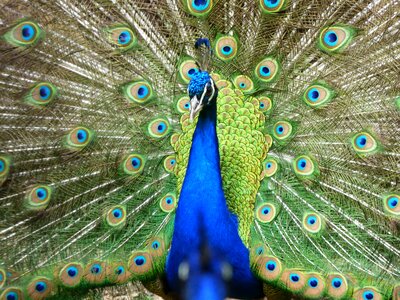 Peacock zoo majestic