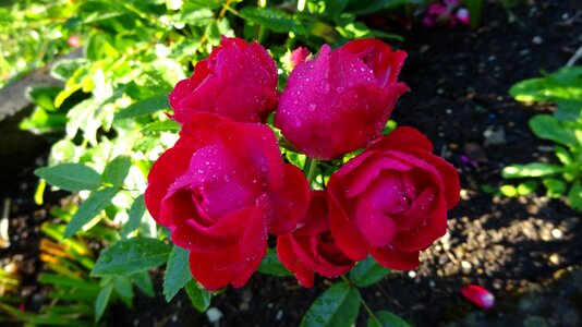 Rose blooms red rose flower photo
