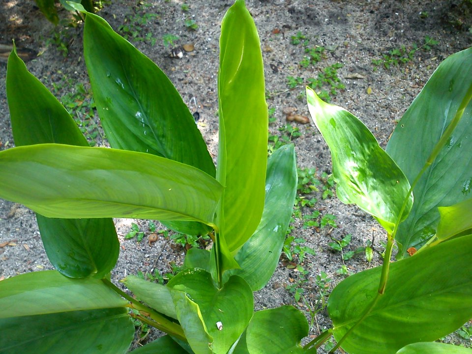 Maranta arundinacea - ml-Koova-1