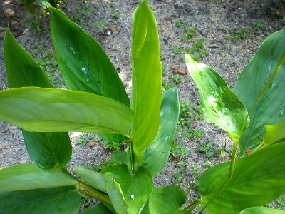 Maranta arundinacea - ml-Koova-1