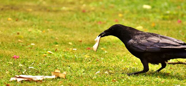 Eat raven bird crow photo