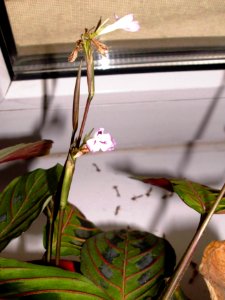 Maranta leuconeura var. erythroneura (Маранта трёхцветная) f06