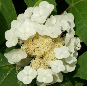 White flower plant photo