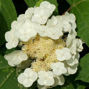 White flower plant