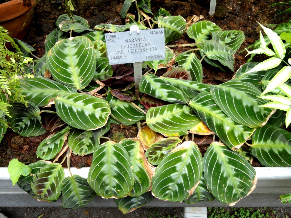 Maranta leuconeura - Copenhagen Botanical Garden - DSC07996