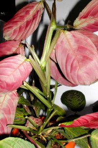 Maranta leuconeura var. erythroneura f16