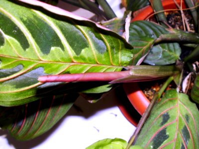 Maranta leuconeura var. erythroneura (Маранта трёхцветная) f05