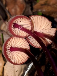 Marasmius plicatulus 60516838