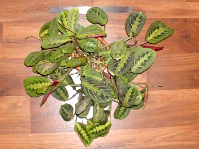 Maranta leuconeura var. erythroneura f09