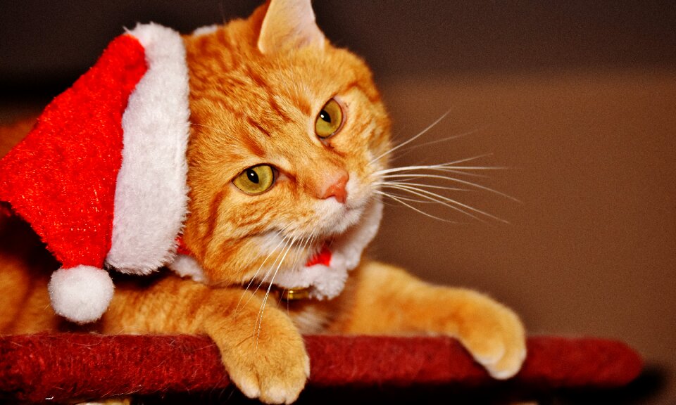 Santa hat funny cute