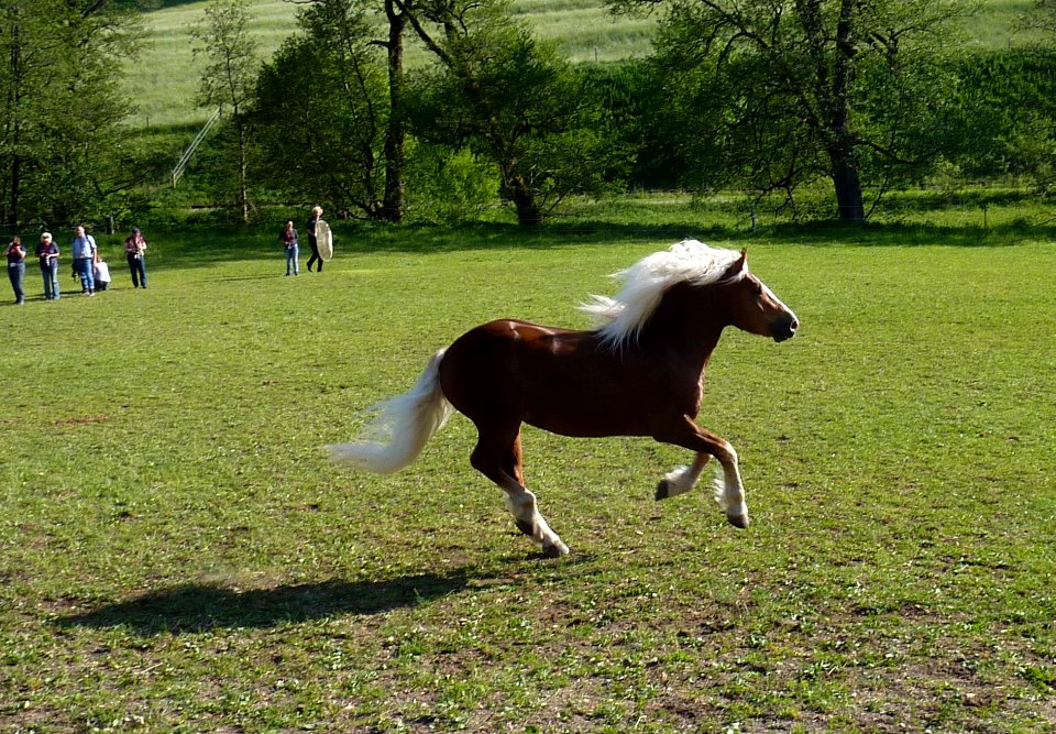 Marbach Schwarzwälder Galopp