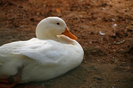 Goose birds bird