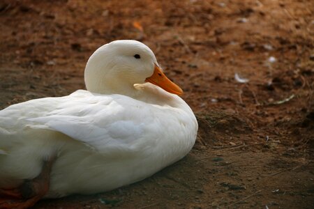 Goose birds bird photo