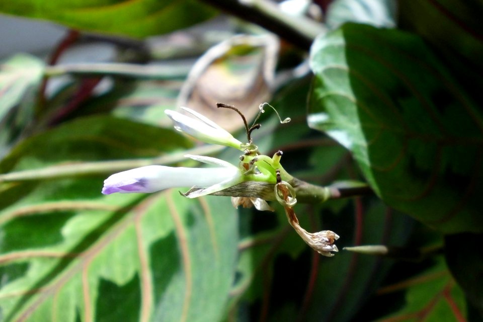 Maranta leuconeura var. erythroneura (Маранта трёхцветная) f03