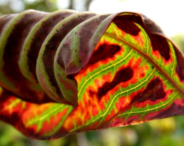 Maranta leuconeura in Jardin des Plantes de Paris