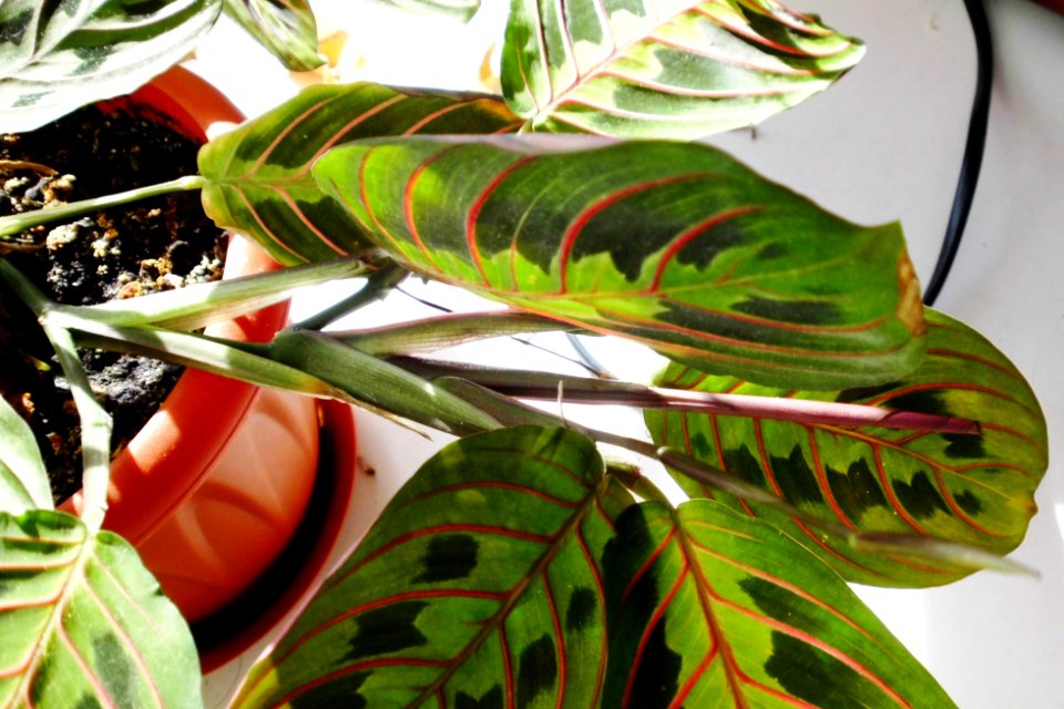 Maranta leuconeura var. erythroneura (Маранта трёхцветная) f02