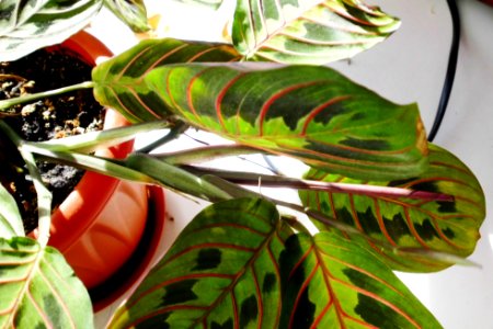 Maranta leuconeura var. erythroneura (Маранта трёхцветная) f02