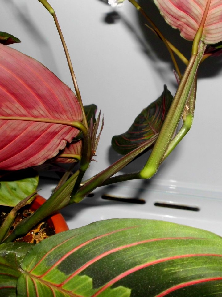 Maranta leuconeura var. erythroneura f17