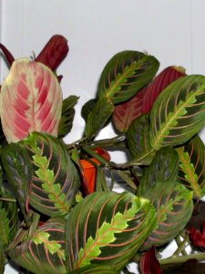 Maranta leuconeura var. erythroneura f13