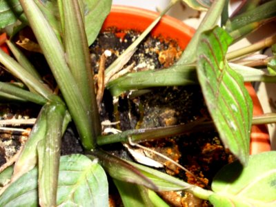 Maranta leuconeura var. erythroneura (Маранта трёхцветная) f04