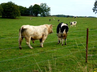 Maranwez (Ardennes) paysage