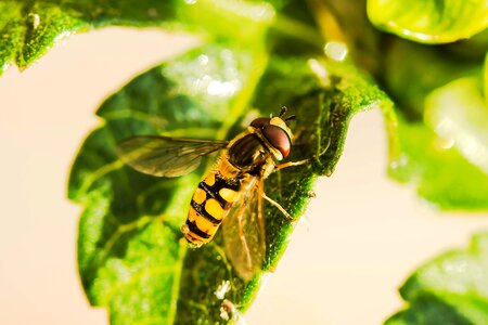 Fly mist bee leaf photo