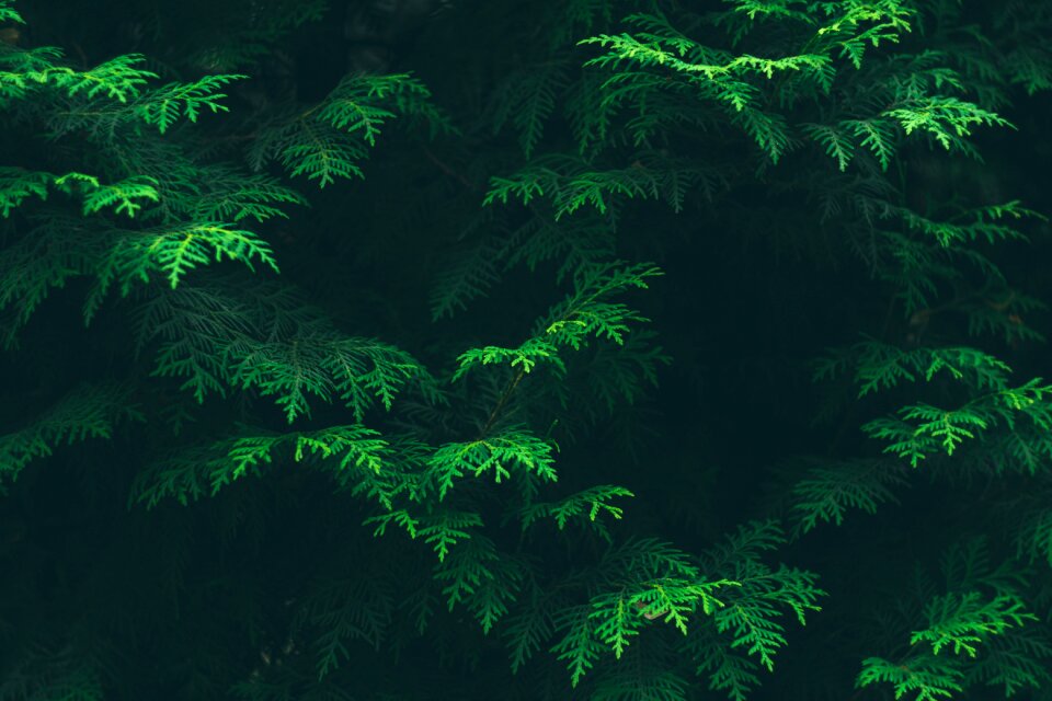 Environment flora foliage