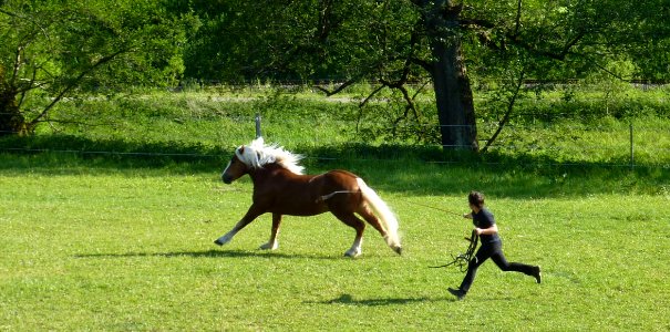 Marbach Schwarzwälder wird angetrieben