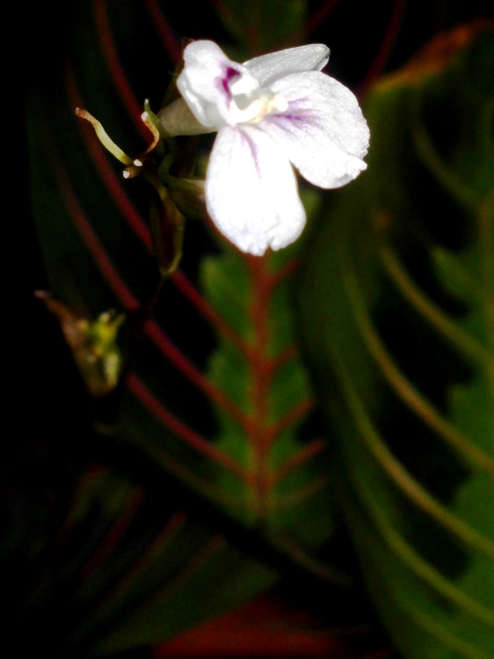 Maranta leuconeura var. erythroneura f20