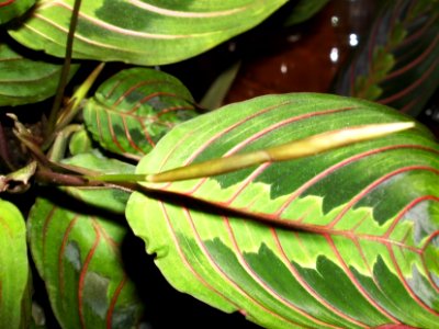 Maranta leuconeura var. erythroneura f18