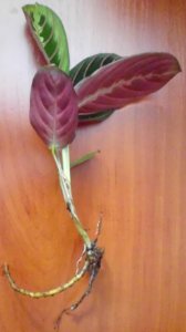 Maranta leuconeura var. erythroneura (Маранта трёхцветная) f08