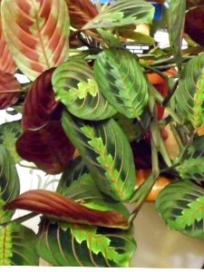 Maranta leuconeura var. erythroneura f14