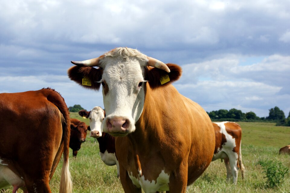 Livestock herbivores dairy cattle