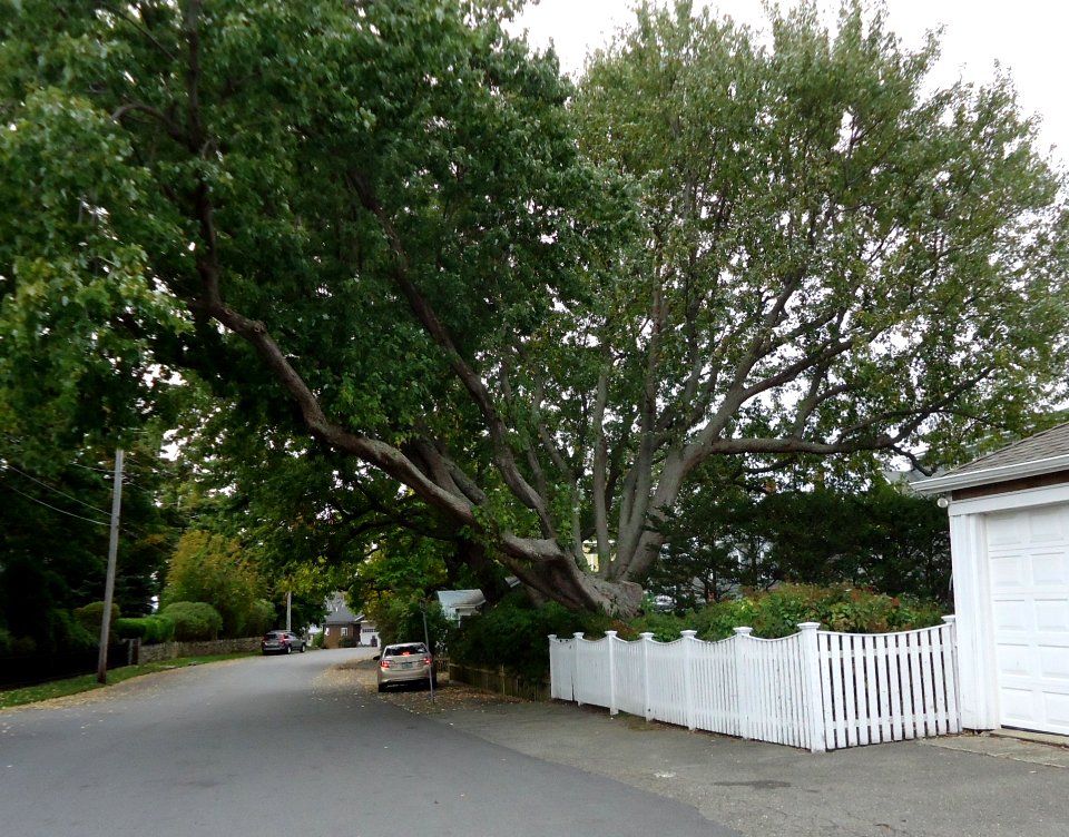 Marblehead Massachusetts peninsula trees and branches and fence